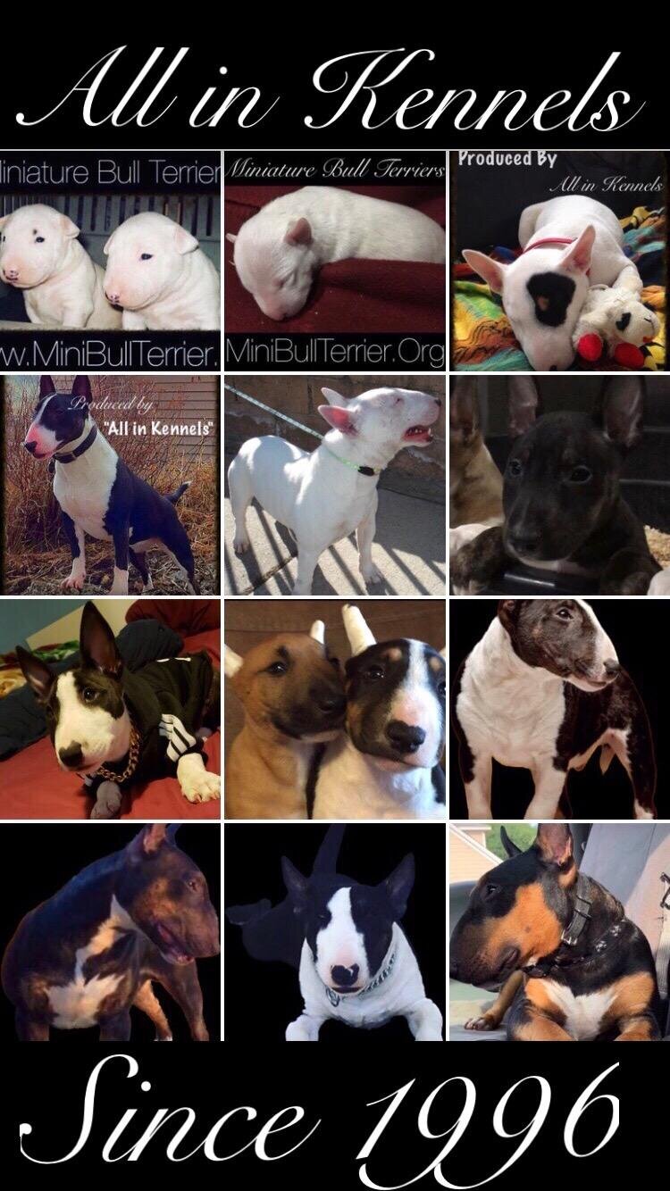 Miniature Bull Terriers image 7