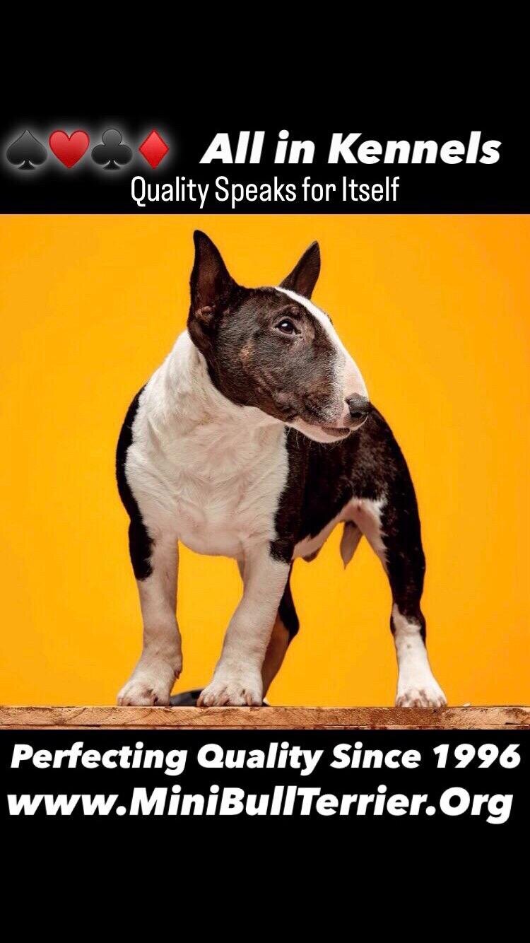 Miniature Bull Terriers image 6