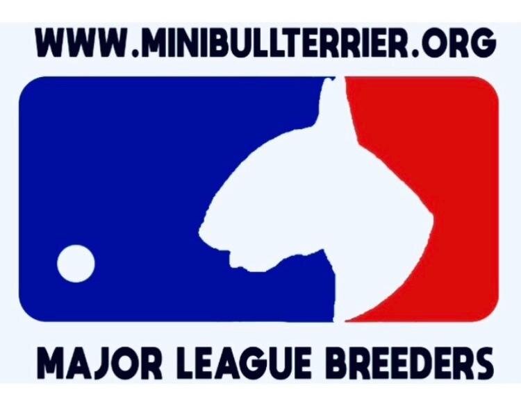 Miniature Bull Terriers image 2