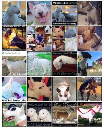 Miniature Bull Terriers image 1