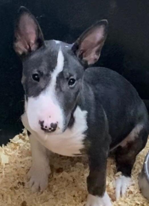 Miniature Bull Terriers image 4