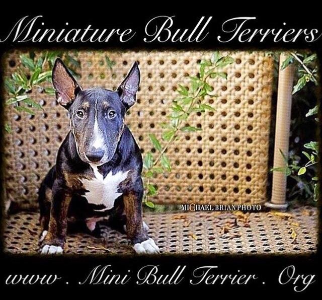 Miniature Bull Terriers image 5