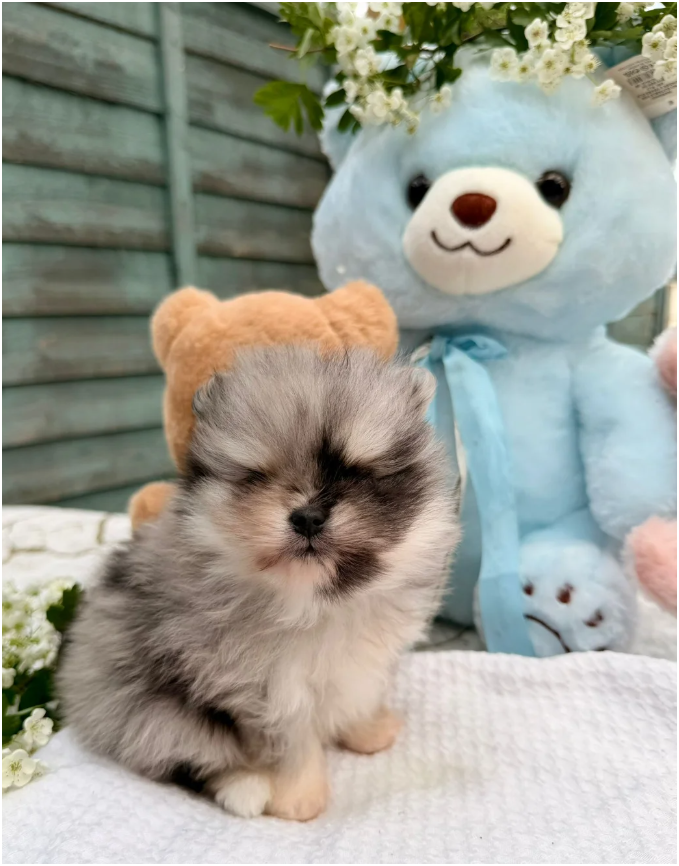 Adorable Pomeranian Puppies – 1 Boy & 1 Girl Avail image 1