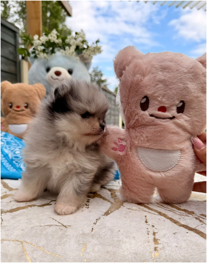 Adorable Pomeranian Puppies – 1 Boy & 1 Girl Avail image 2