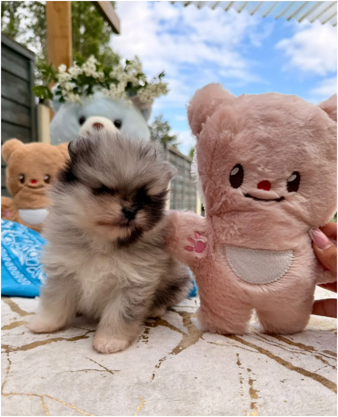 Adorable Pomeranian Puppies – 1 Boy & 1 Girl Avail image 3
