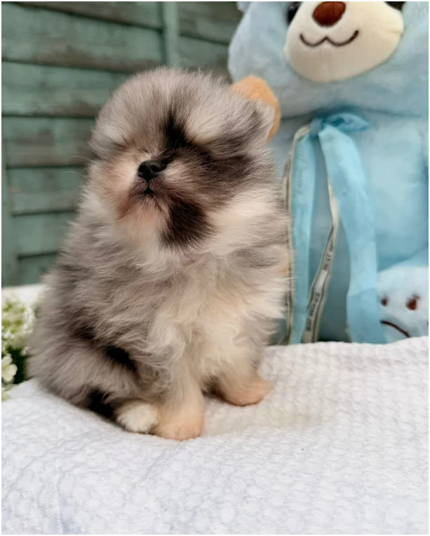 Adorable Pomeranian Puppies – 1 Boy & 1 Girl Avail image 4