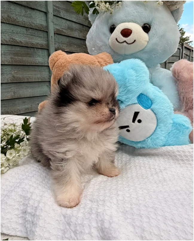Adorable Pomeranian Puppies – 1 Boy & 1 Girl Avail image 5