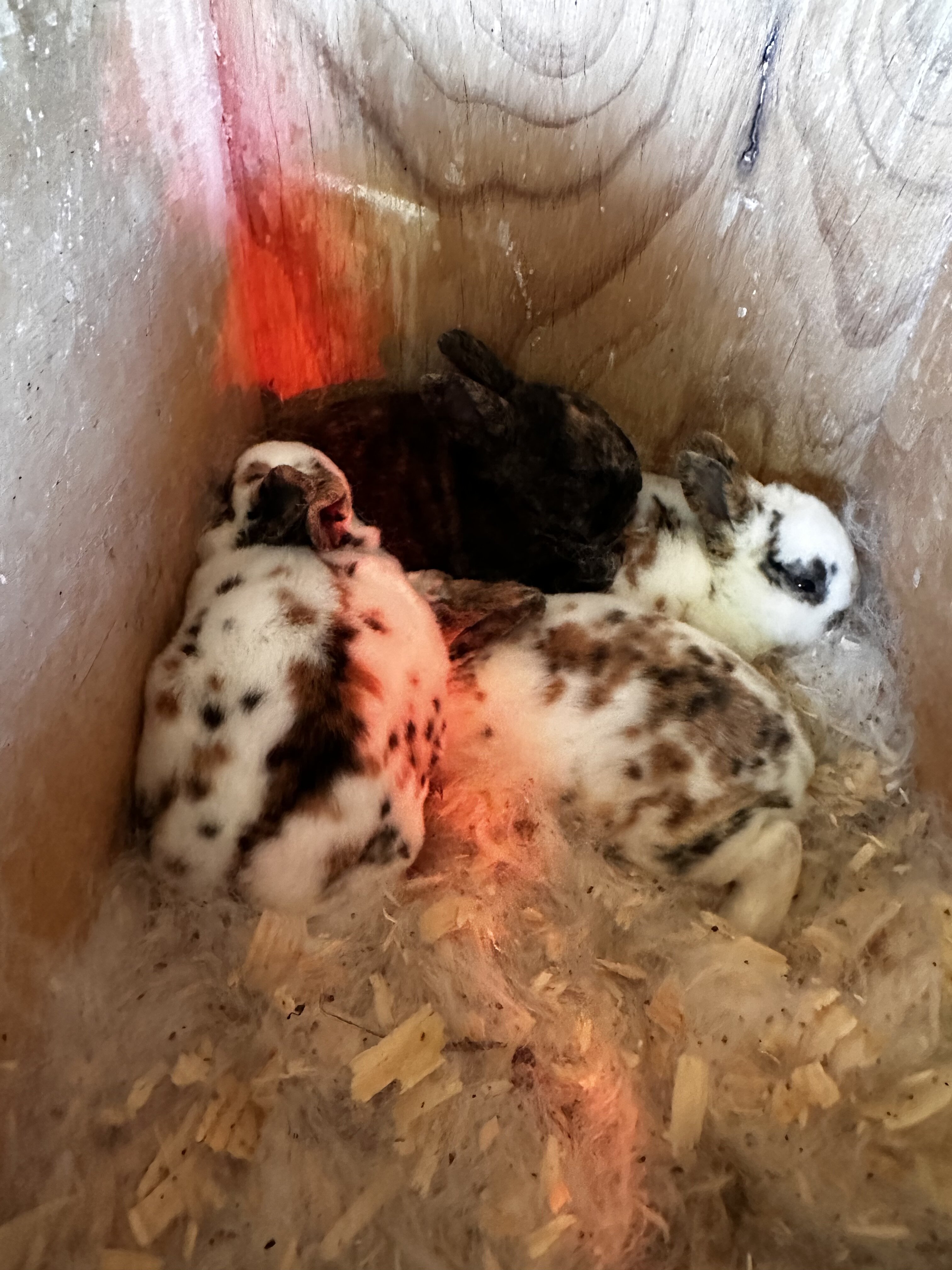 Minirex bunnies image 1