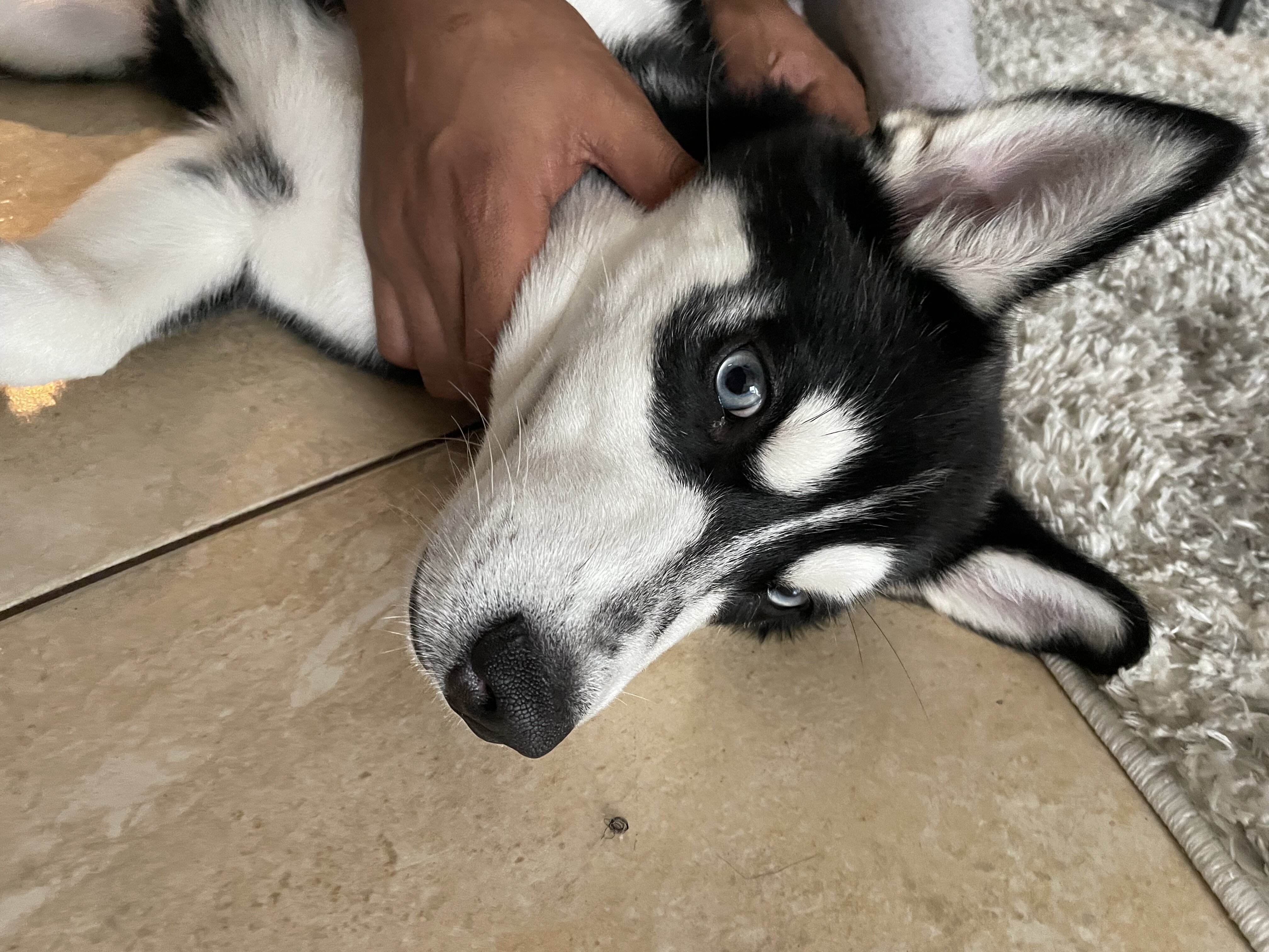 Husky Puppy image 1