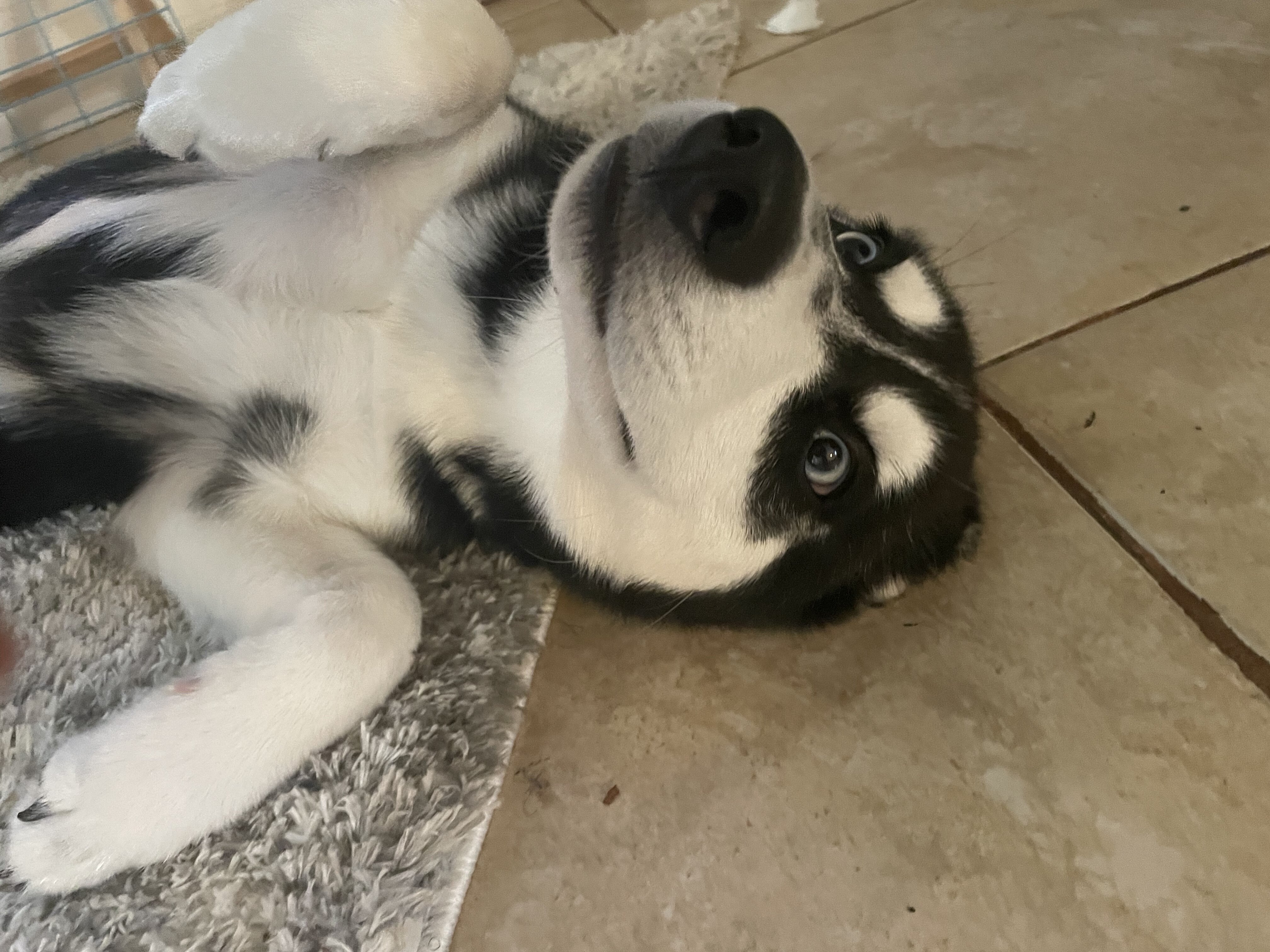 Husky Puppy image 3
