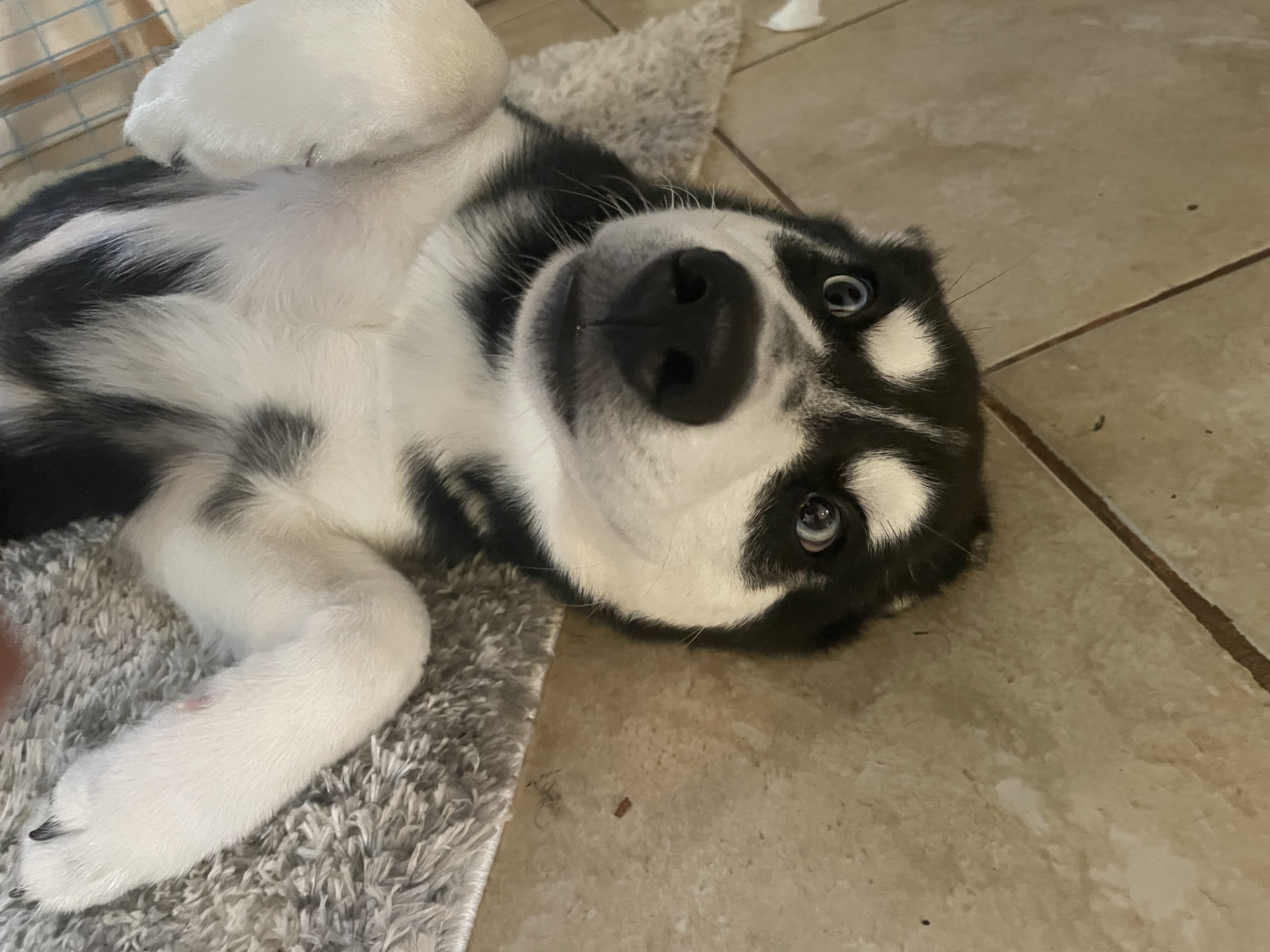 Husky Puppy image 2