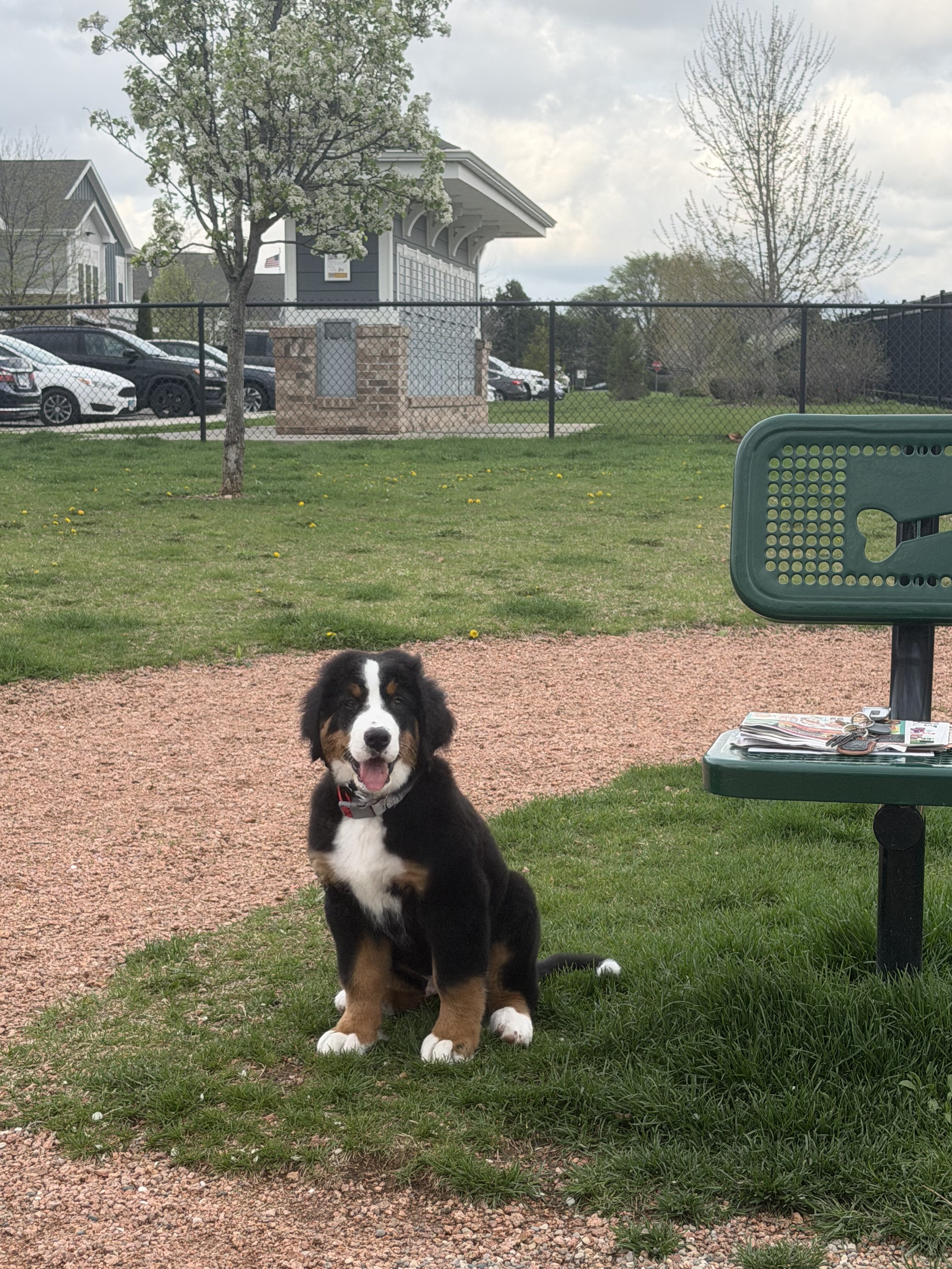 Bernese mountain dog image 2