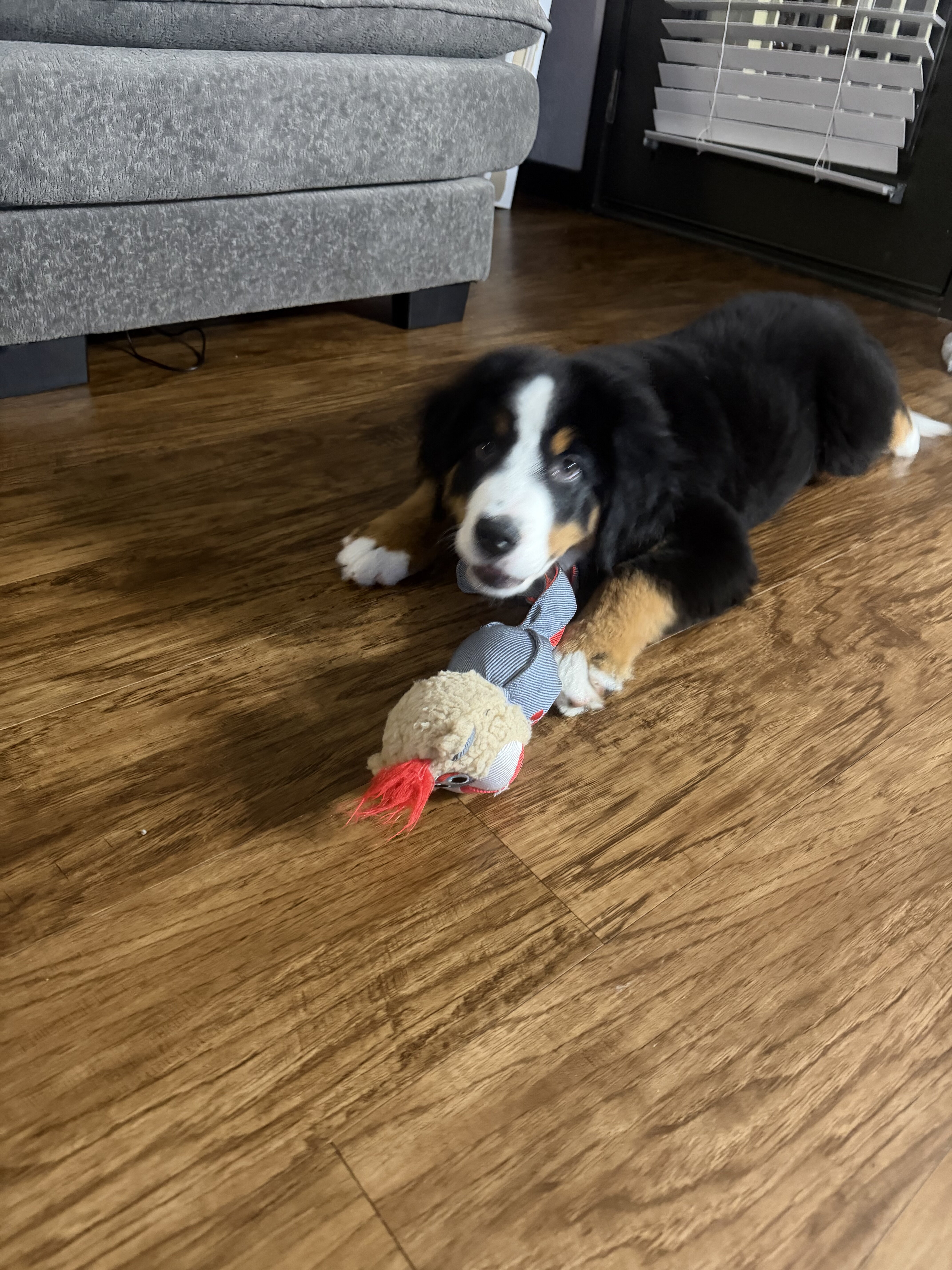Bernese mountain dog image 3