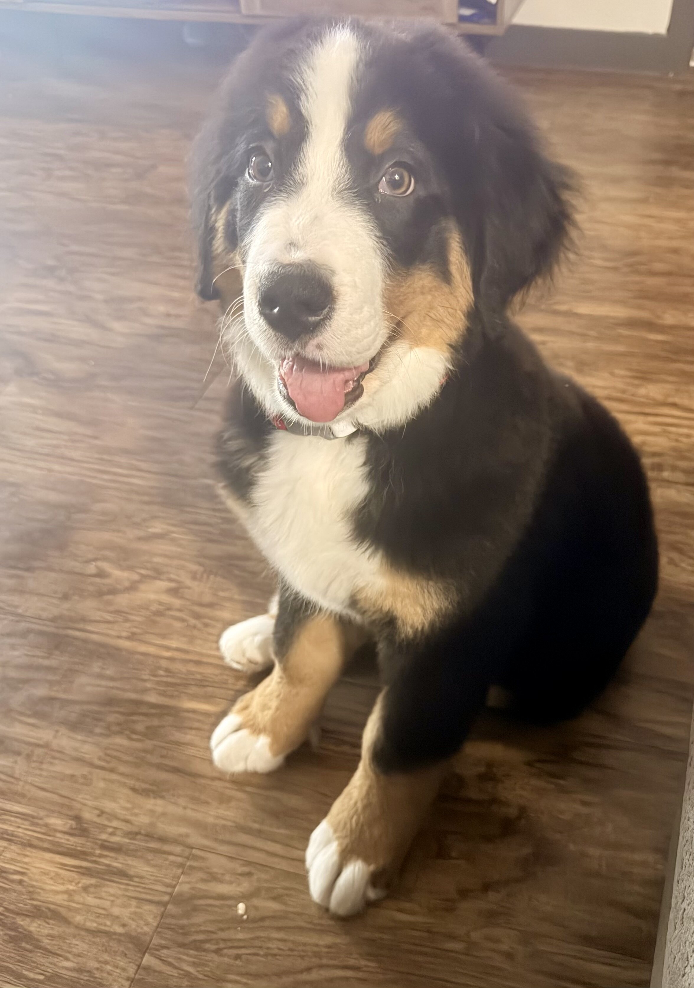 Bernese mountain dog image 4