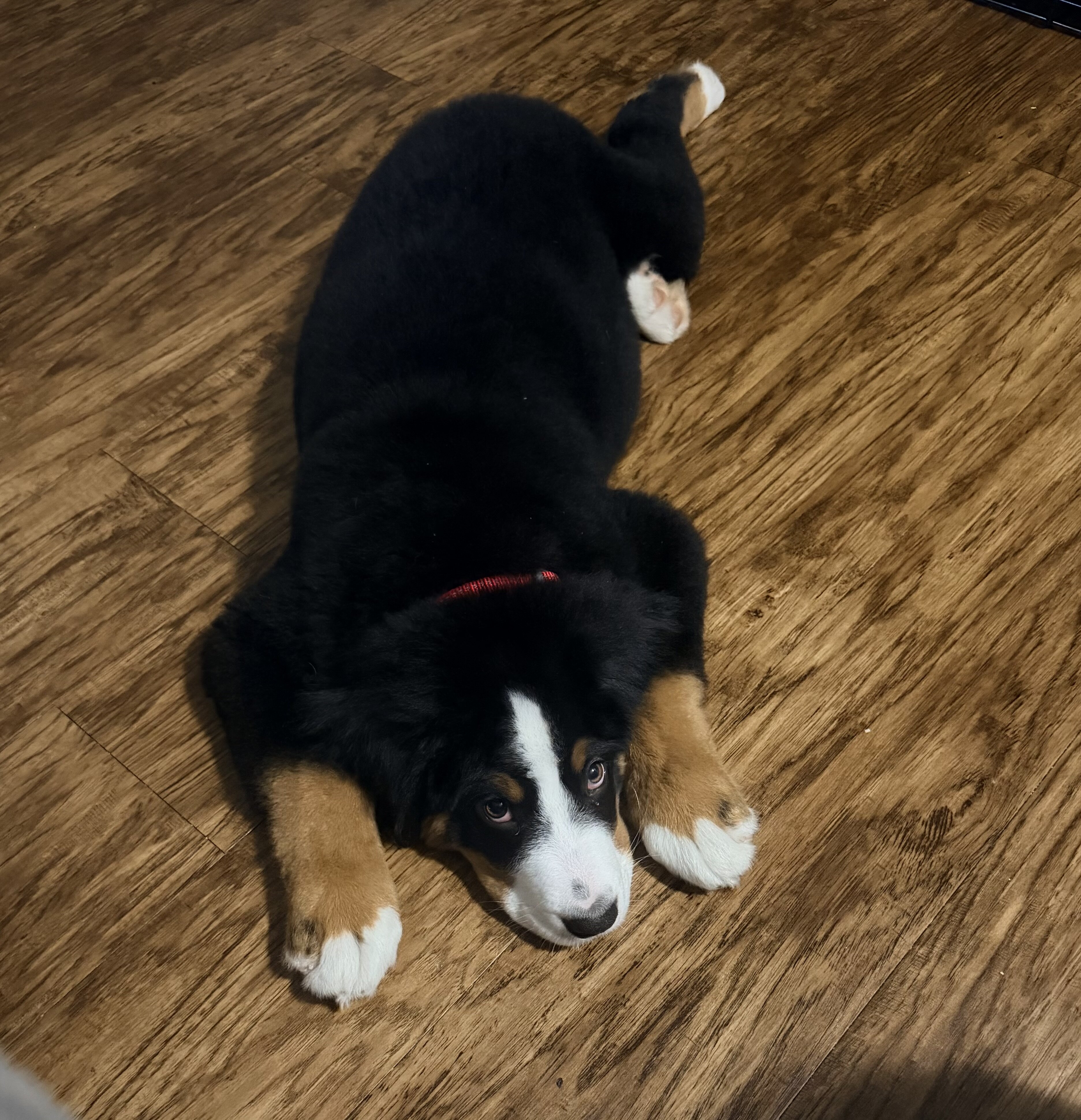 Bernese mountain dog image 1