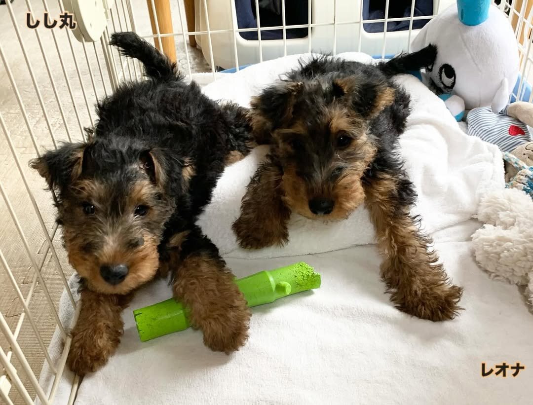 Welsh Terrier image 1
