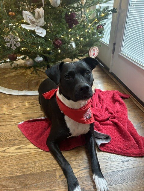 Dog - Cattle dog/ pit/ Boxer mix image 8