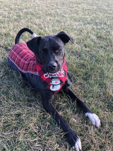 Dog - Cattle dog/ pit/ Boxer mix image 6