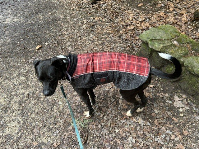 Dog - Cattle dog/ pit/ Boxer mix image 7