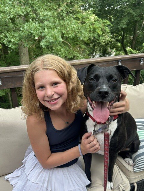 Dog - Cattle dog/ pit/ Boxer mix image 4