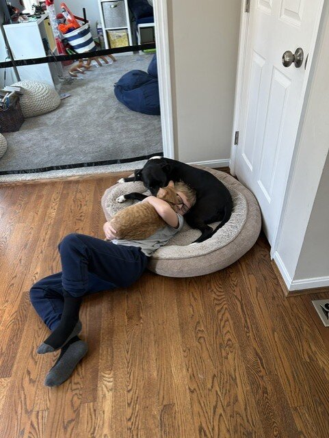 Dog - Cattle dog/ pit/ Boxer mix image 3