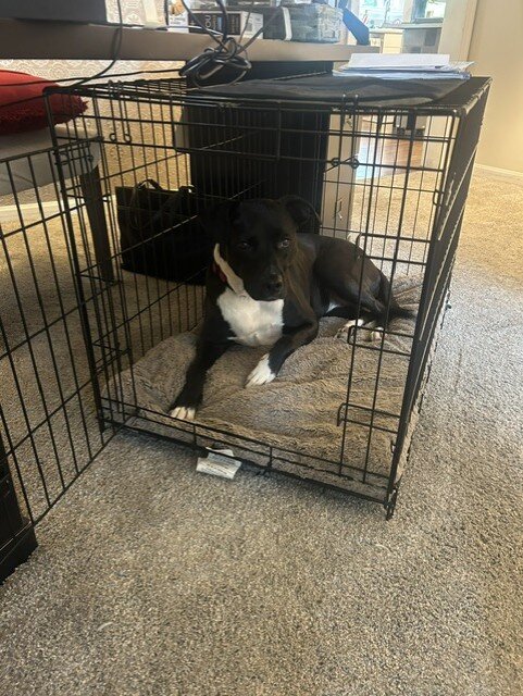 Dog - Cattle dog/ pit/ Boxer mix image 2