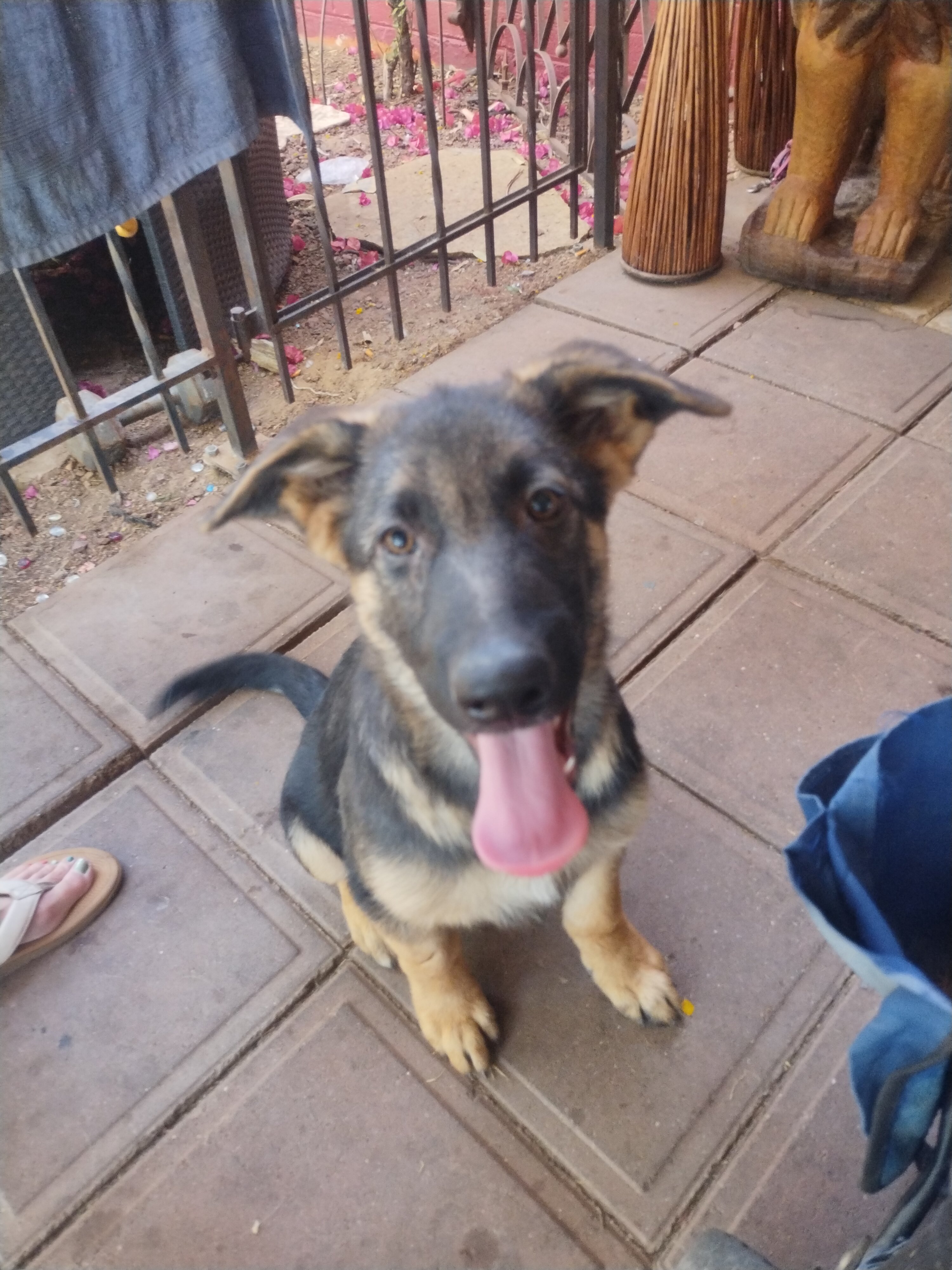 13 week male German shepherd puppy image 1