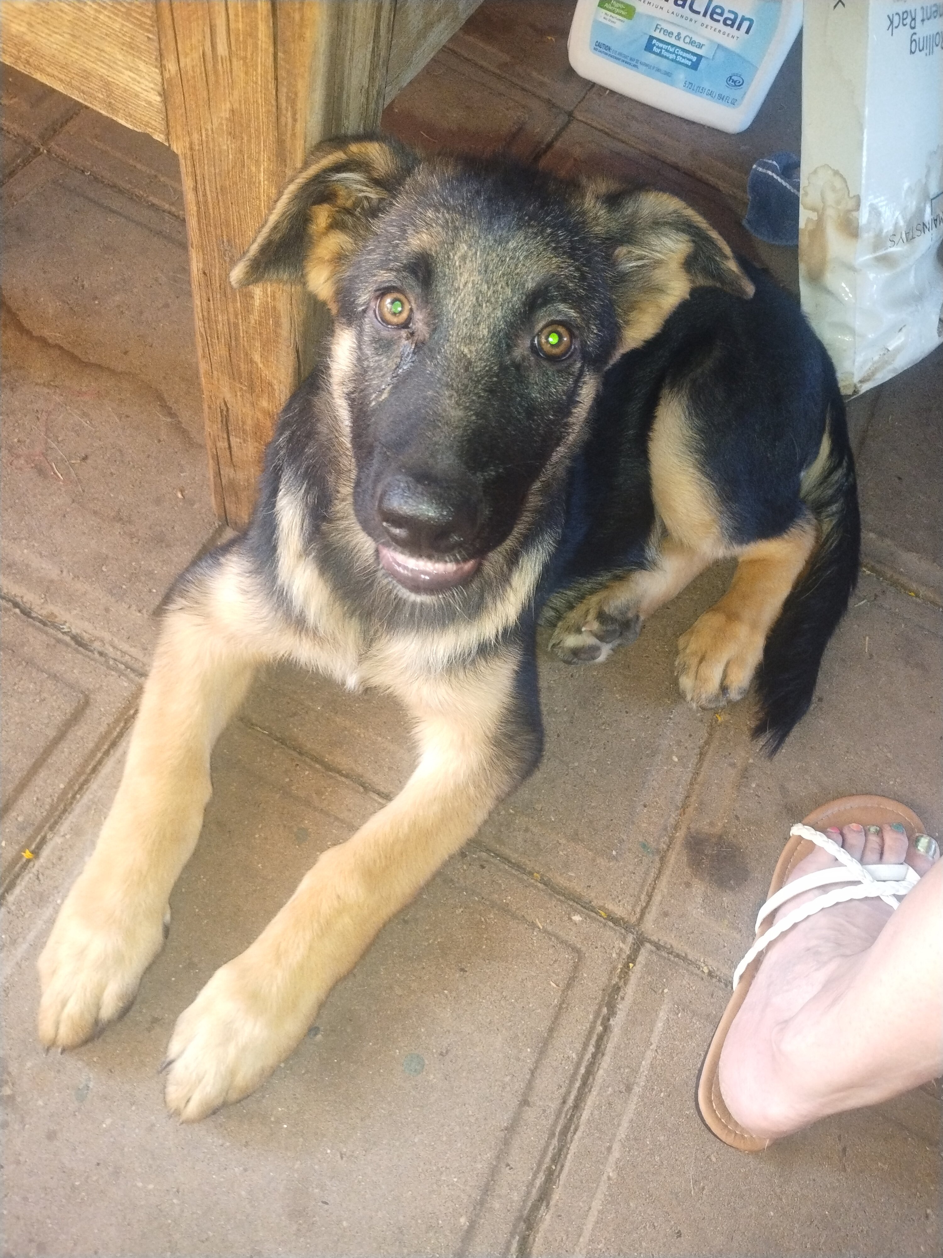 13 week male German shepherd puppy image 3