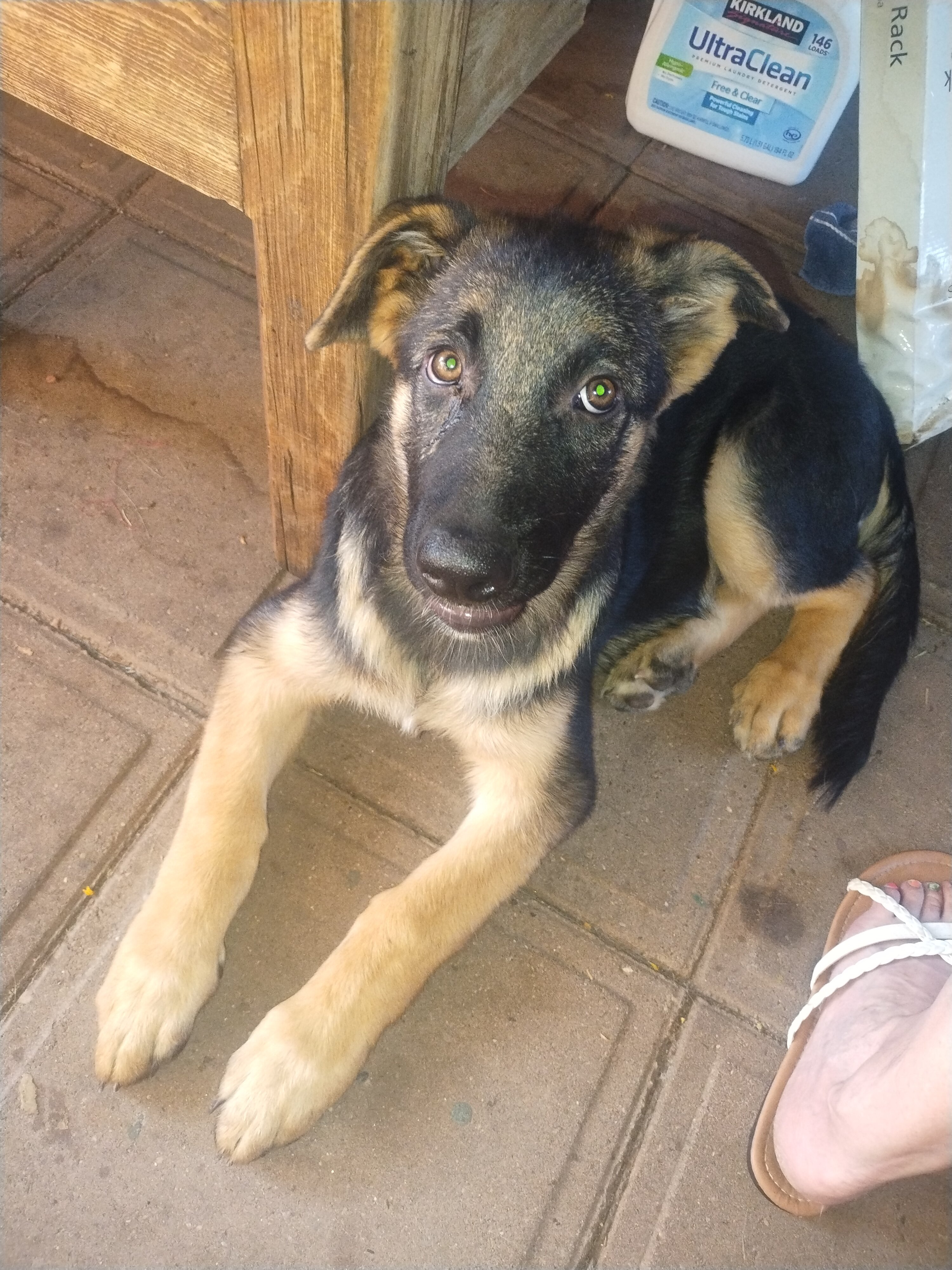 13 week male German shepherd puppy image 2