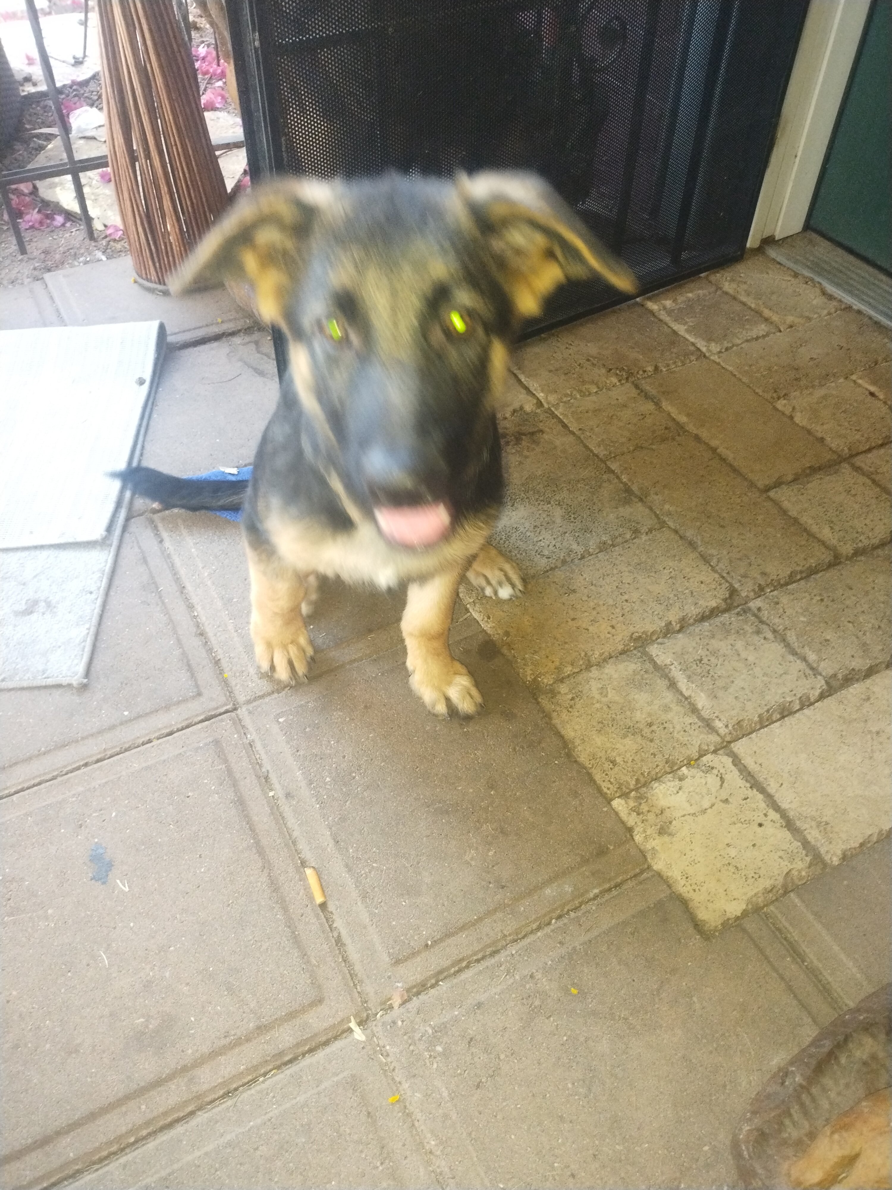 13 week male German shepherd puppy image 4