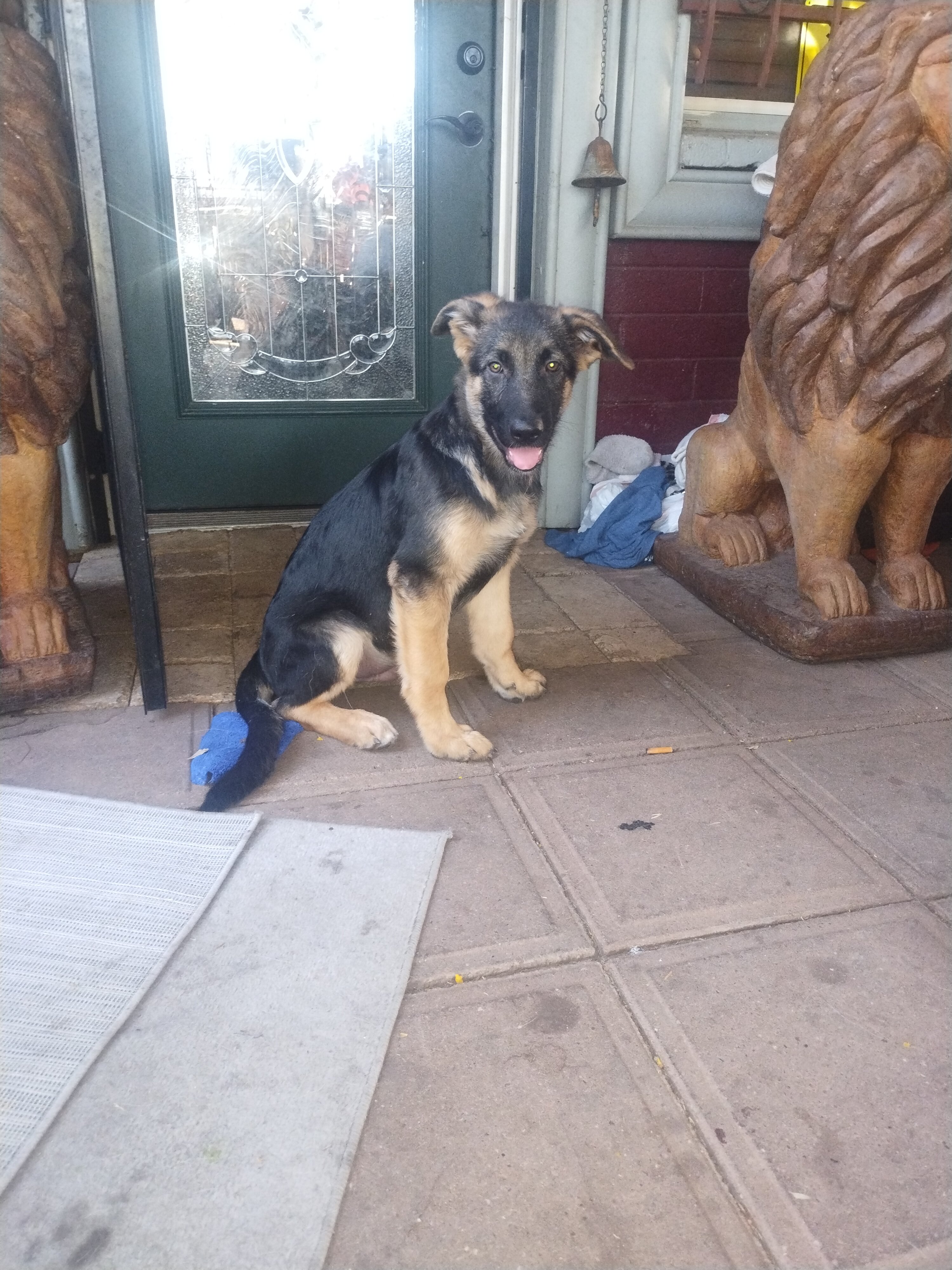 13 week male German shepherd puppy image 5