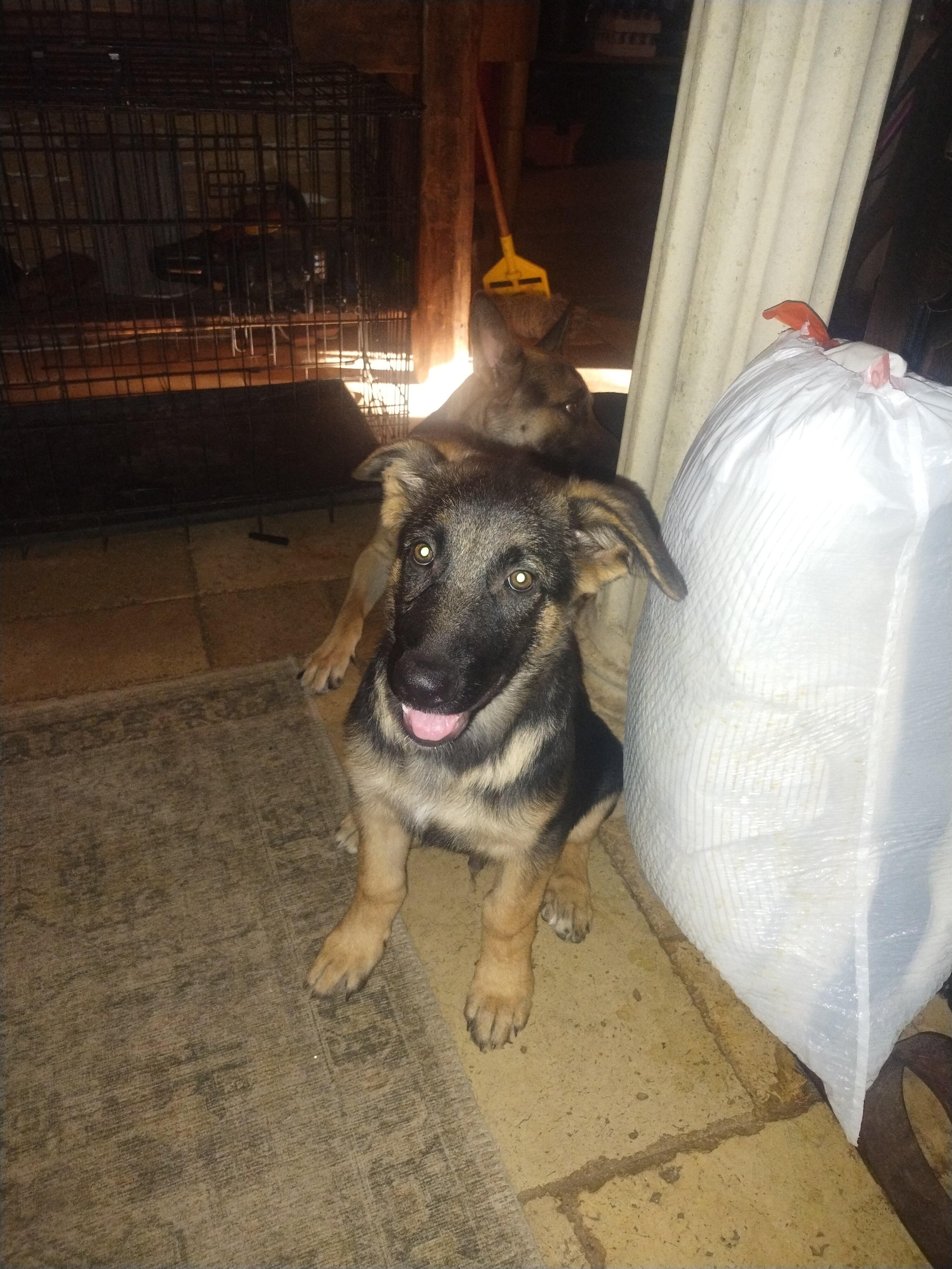 13 week male German shepherd puppy image 6