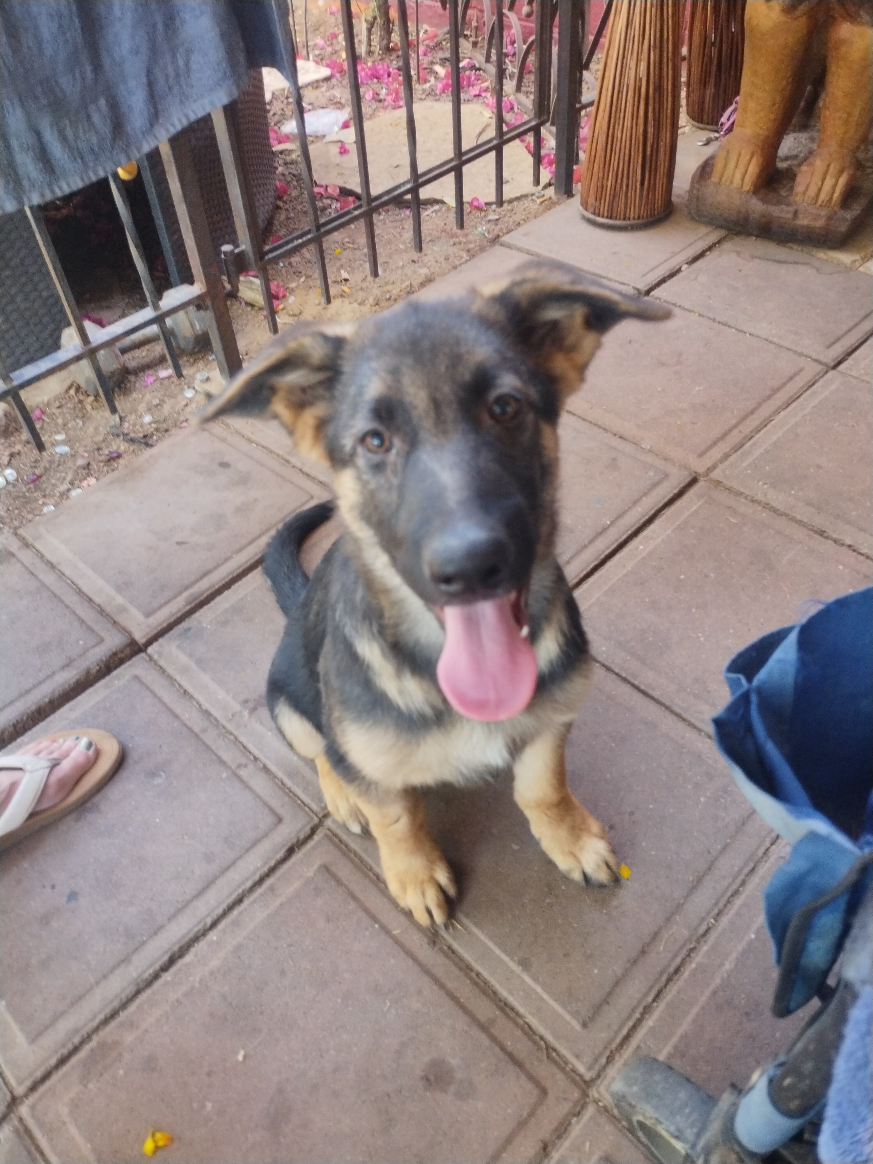 German shepherd male puppy image 1