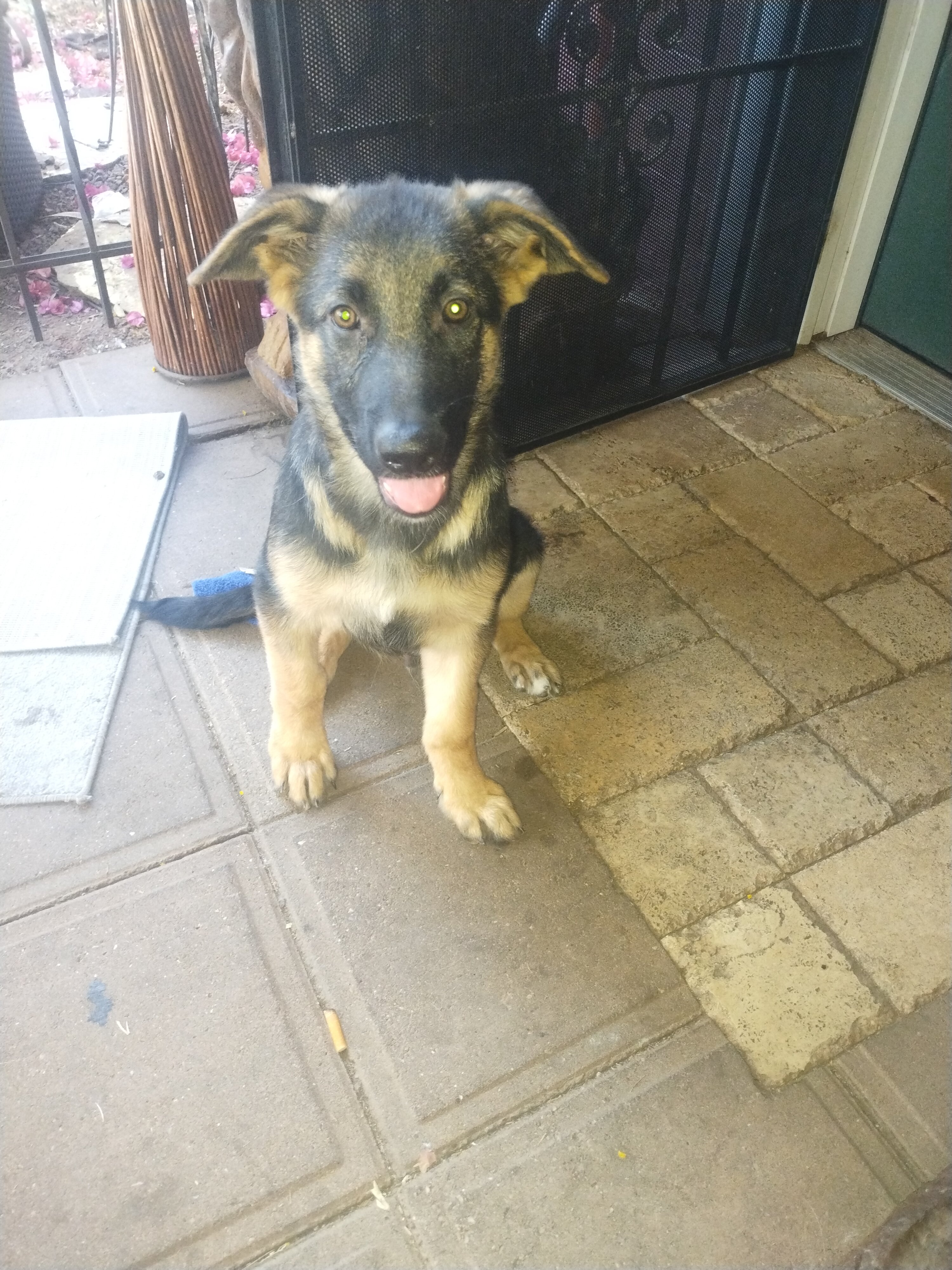 German shepherd male puppy image 4