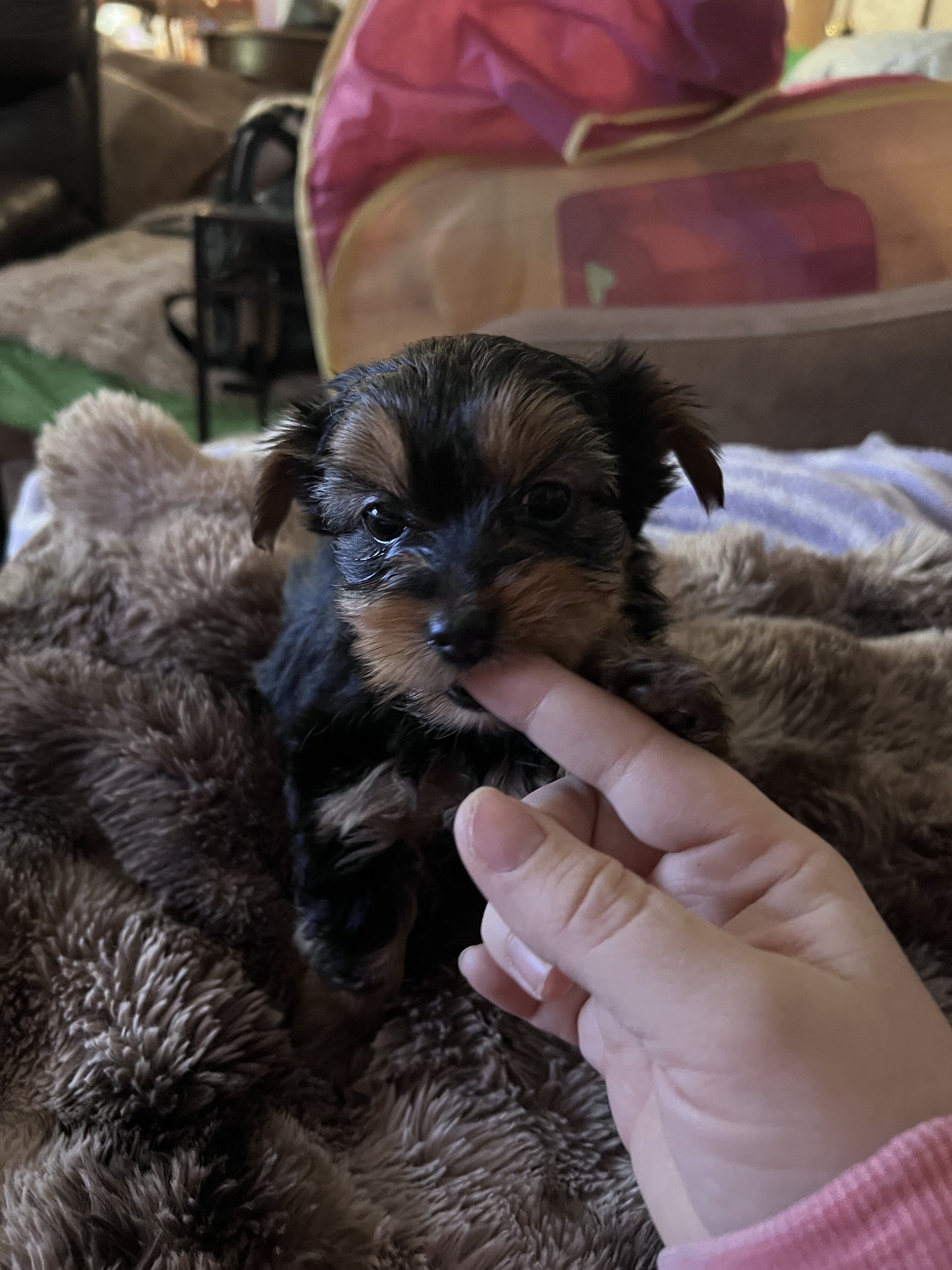 Yorkie puppy- male image 1