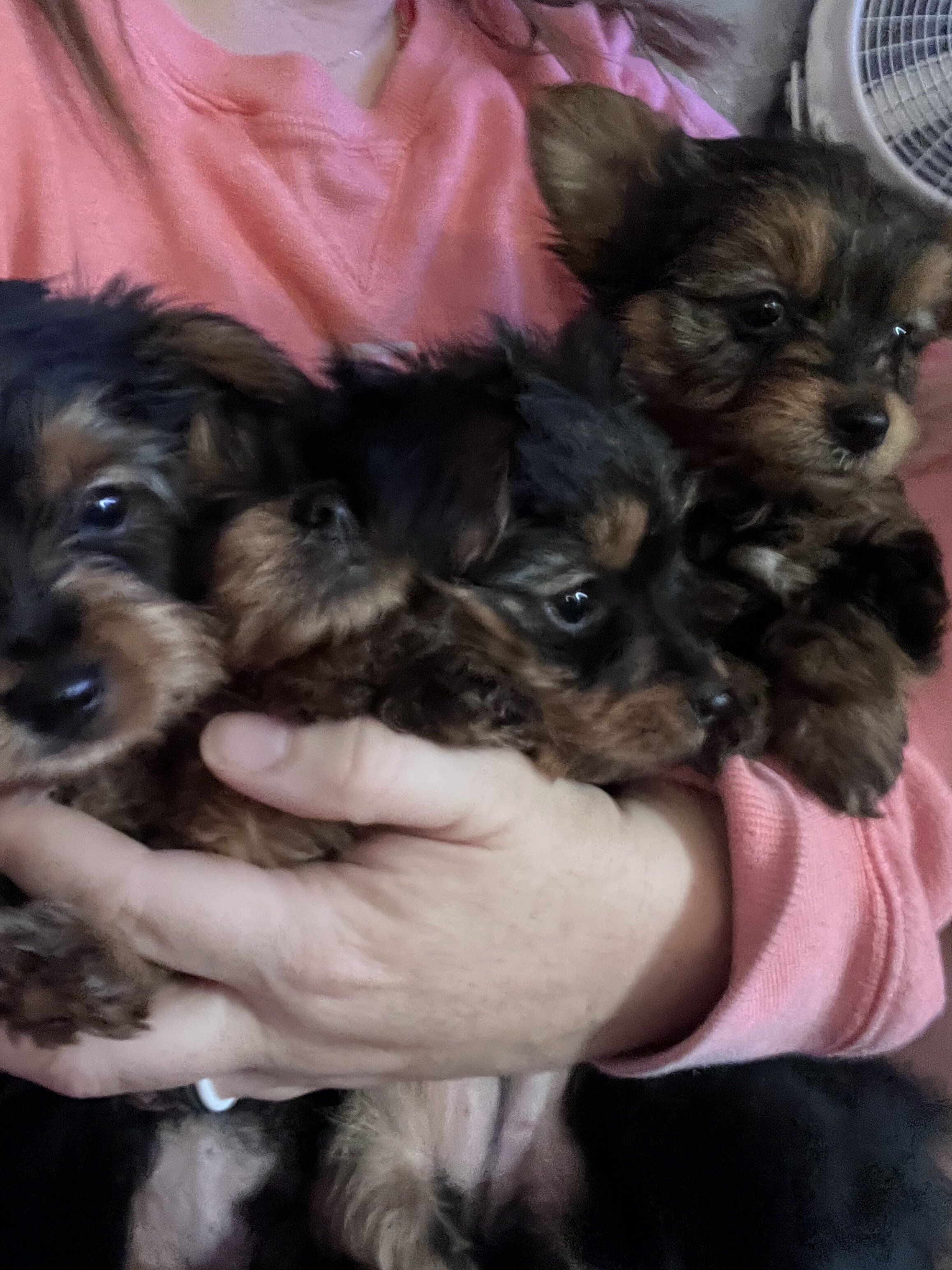 Yorkie puppy- male image 4