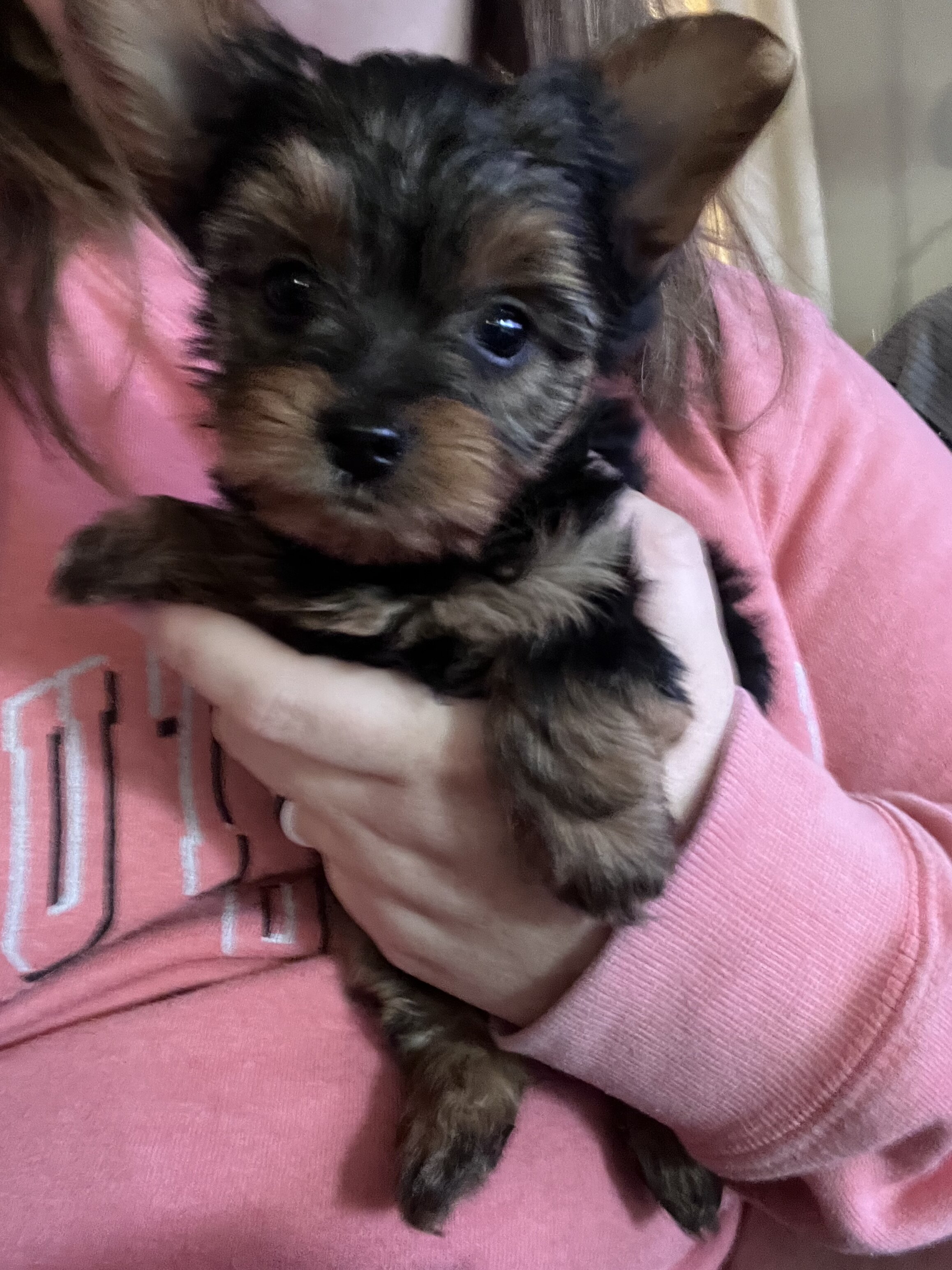 Yorkie puppy- male image 3
