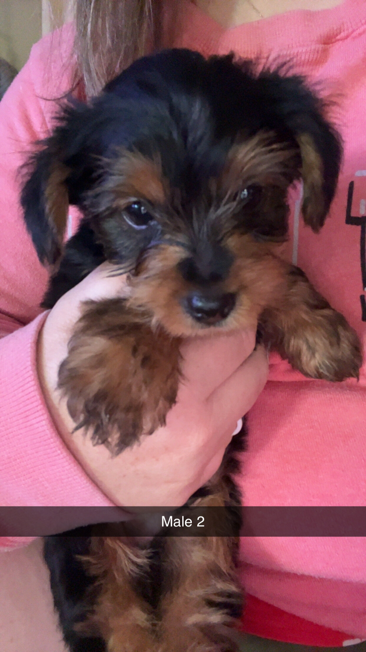 Yorkie puppy- male image 2