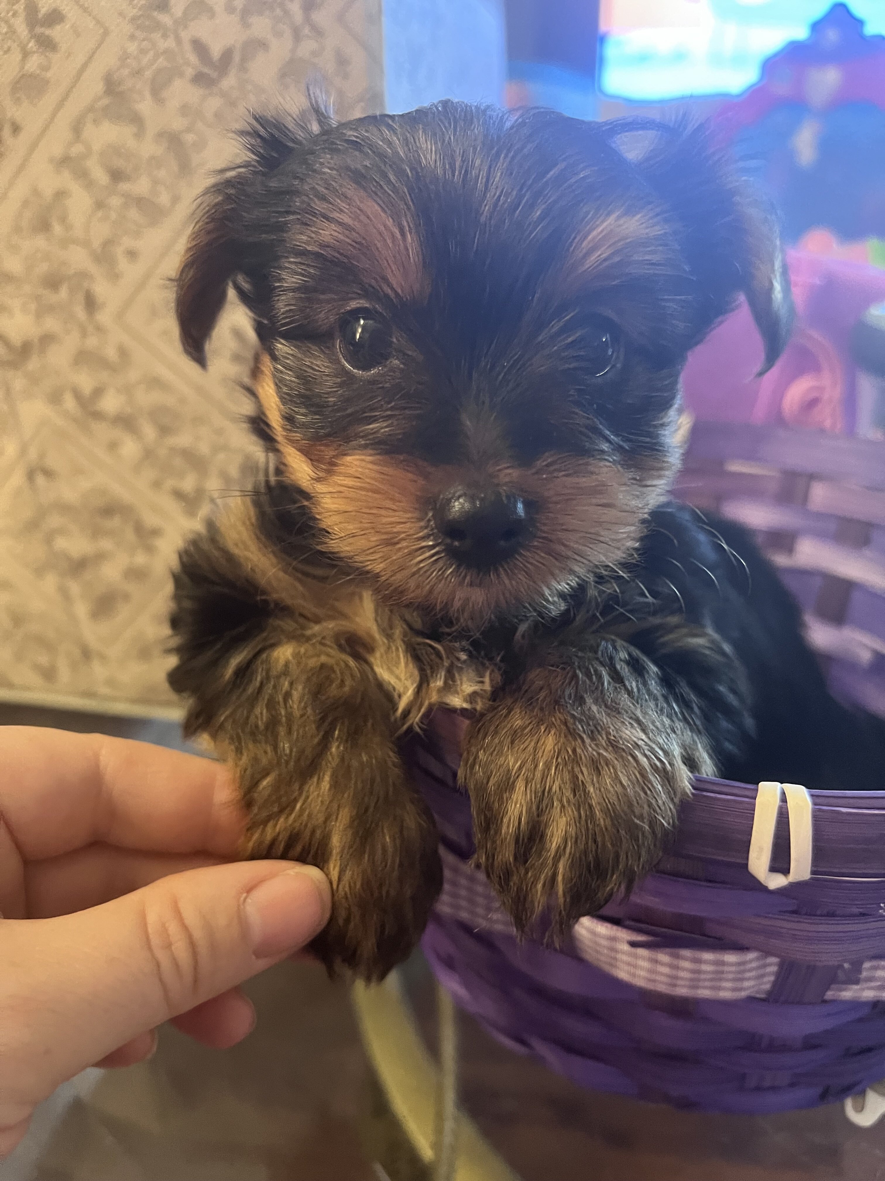 Yorkie puppy- male image 5
