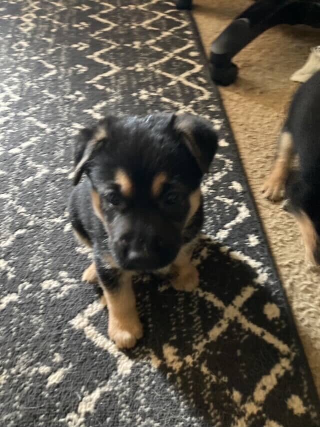 German shepherd mix puppies image 1