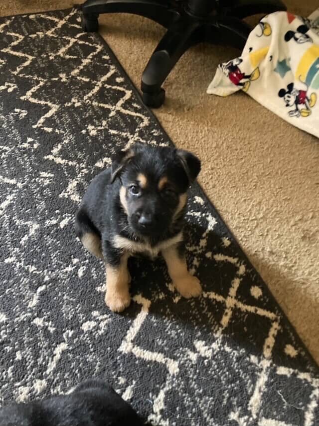 German shepherd mix puppies image 5