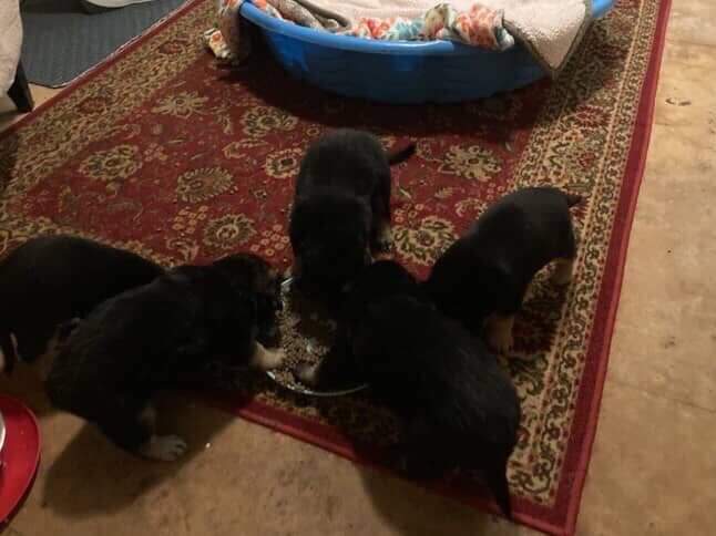 German shepherd mix puppies image 3