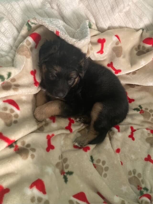 German shepherd mix puppies image 6