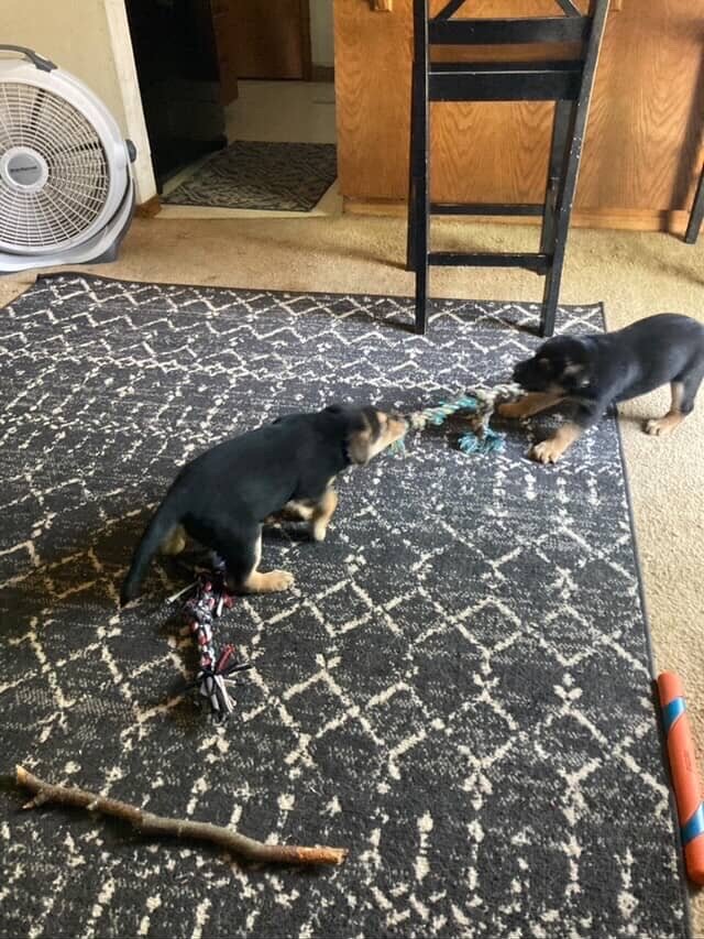 German shepherd mix puppies image 2