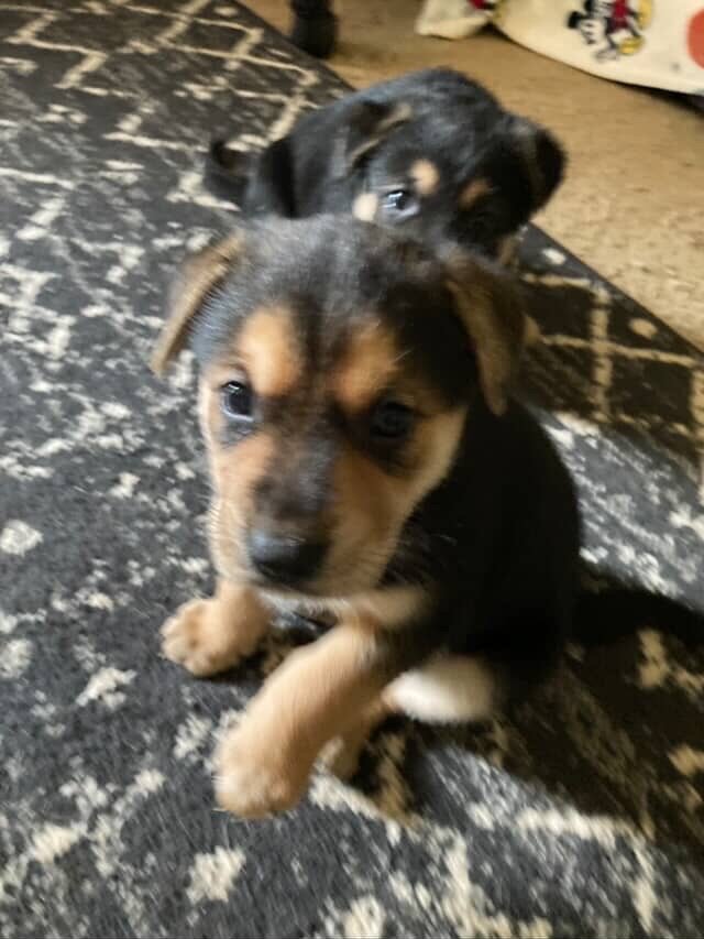 German shepherd mix puppies image 4