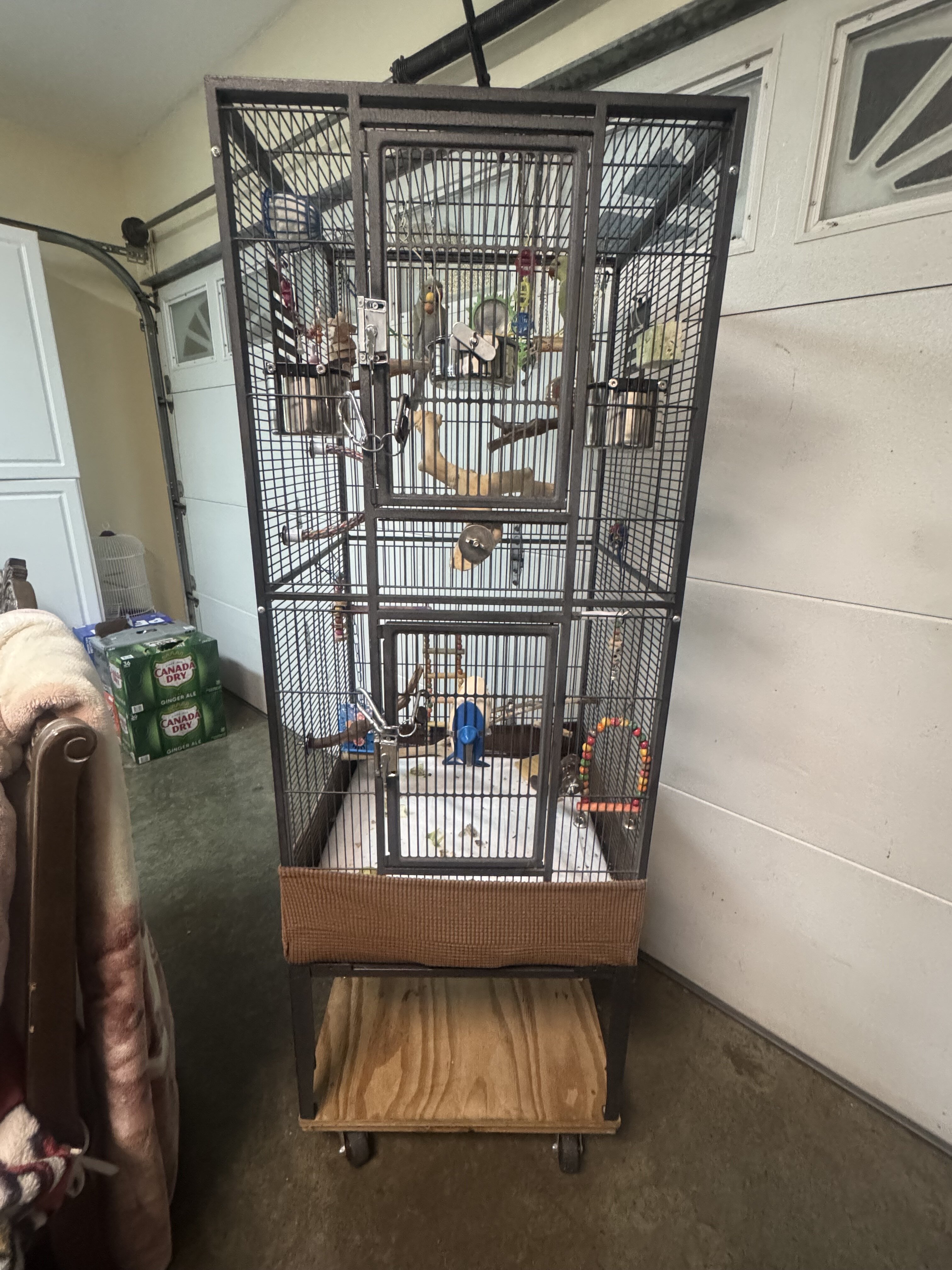 Indian RingNecks image 1