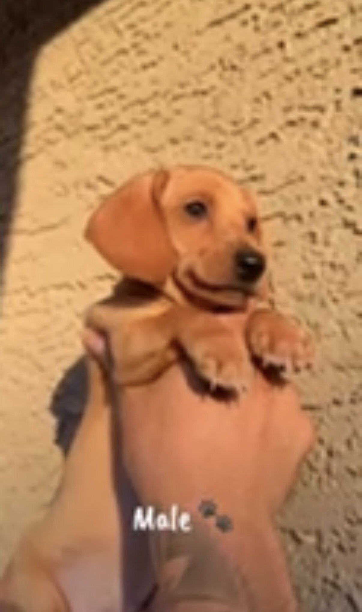 Miniature Dashound puppies image 7