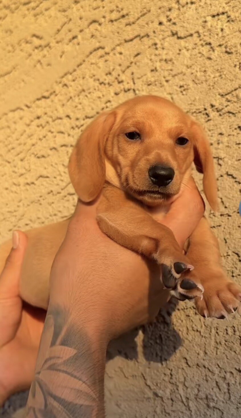 Miniature Dashound puppies image 5