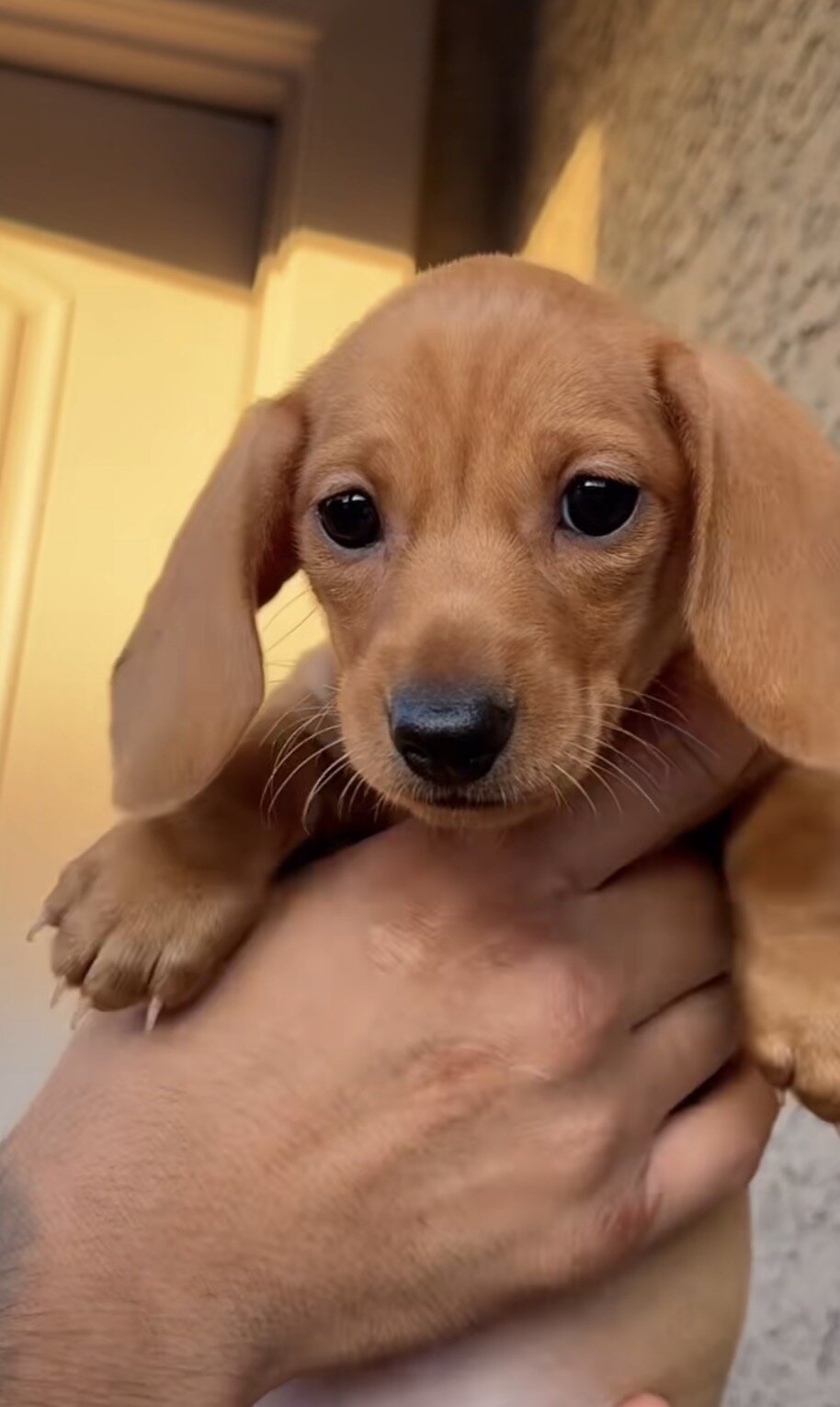 Miniature Dashound puppies image 4