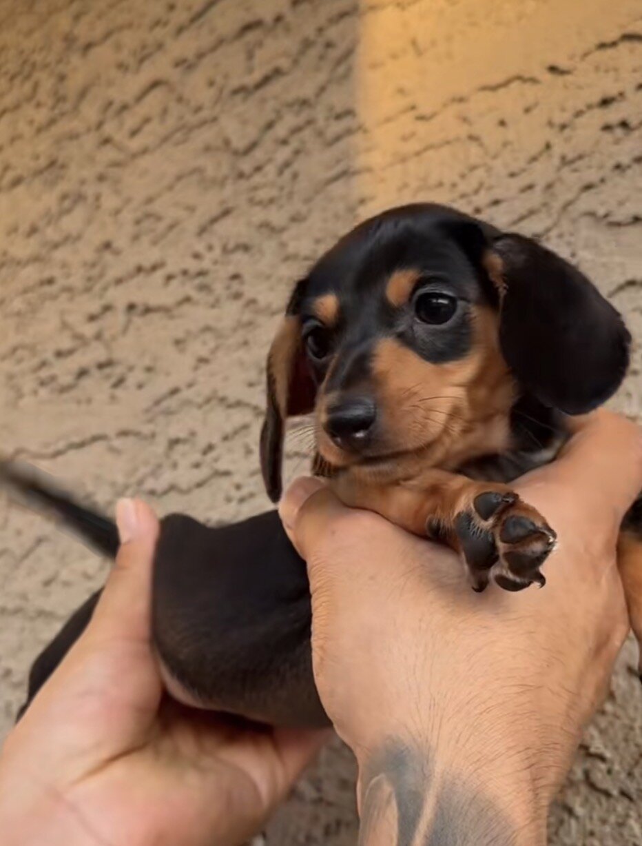 Miniature Dashound puppies image 6